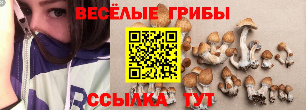Псилоцибиновые грибы Cubensis Ярославль
